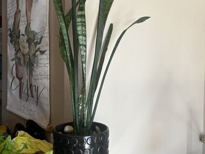Healthy Snake Plant (Sansevieria trifasciata) in Black Ceramic Planter