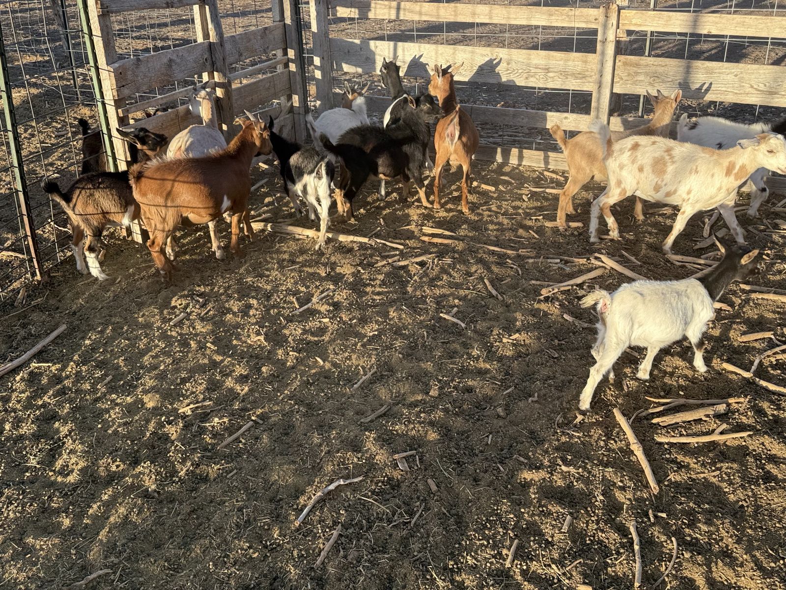 18 young goats for sale