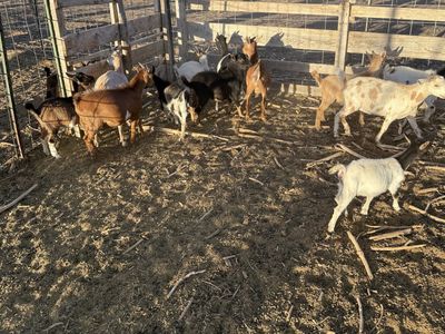 18 young goats for sale