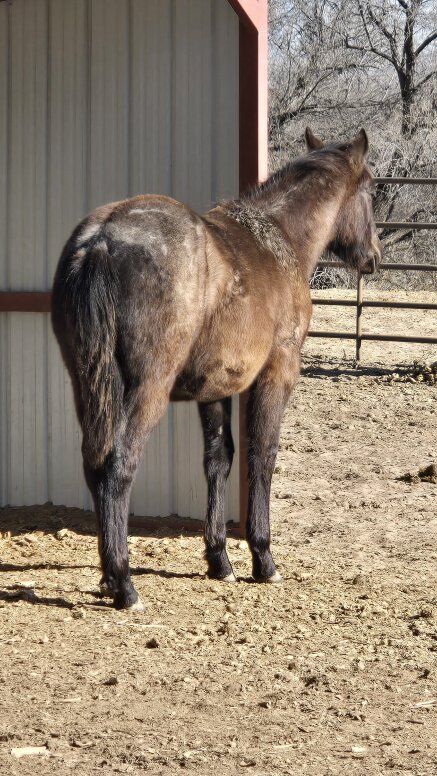 Blue Roan AQHA yearling