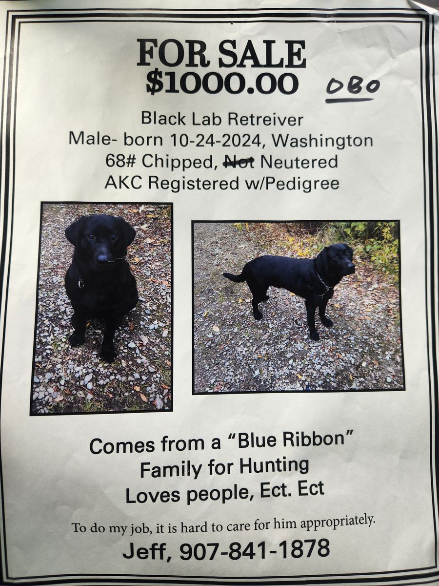 Black Lab for sale in Saint George Utah