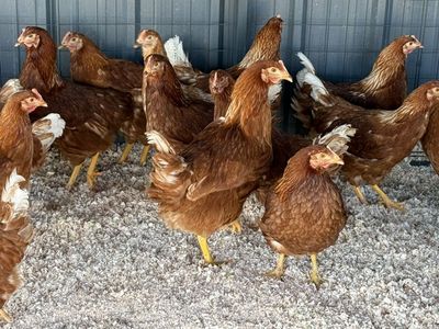Hy-Line Chickens Just started Laying
