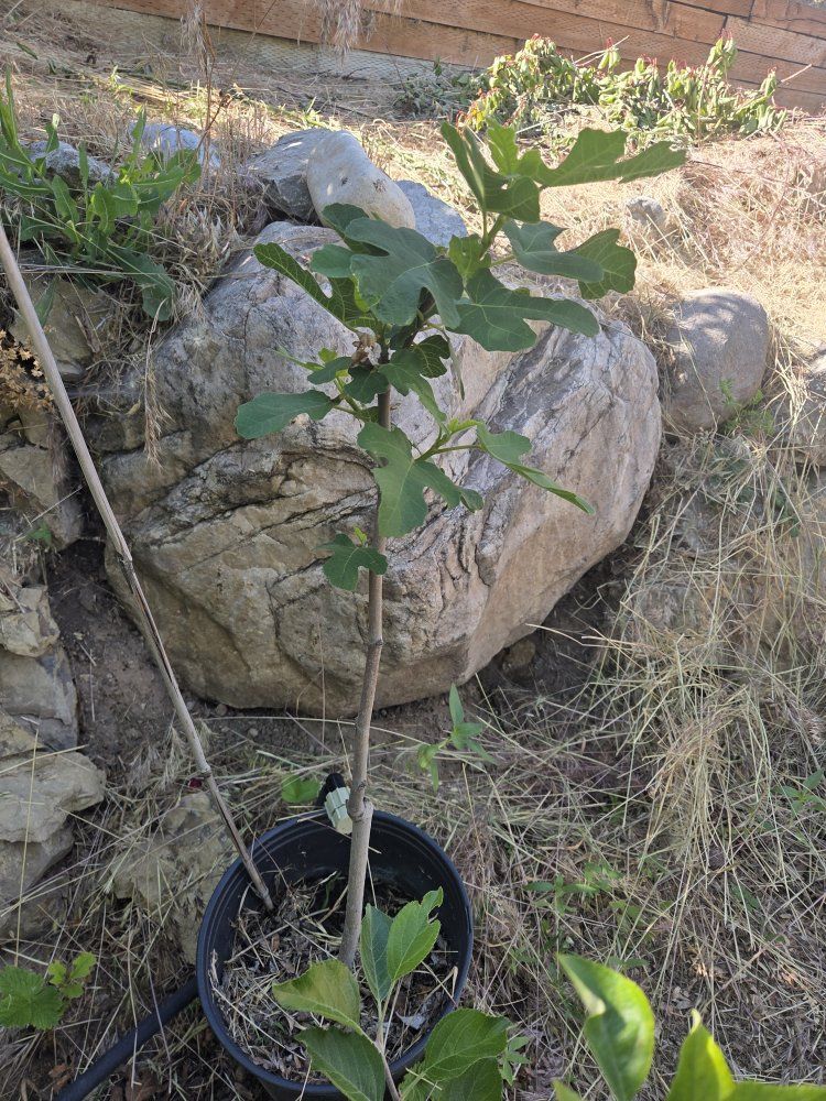Healthy Young Fig Tree Plant in Pot - Ready for Your Garden