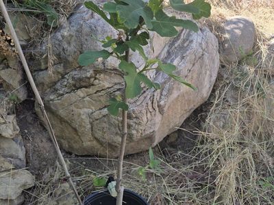 Healthy Young Fig Tree Plant in Pot - Ready for Your Garden