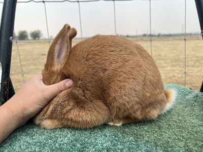 Rex/New Zealand cross rabbits