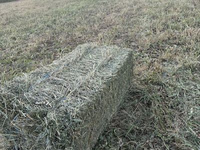 Alfalfa hay