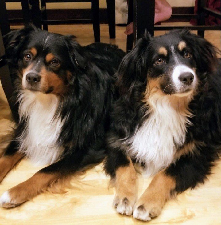 2 Mini Aussies