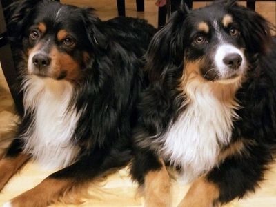2 Mini Aussies
