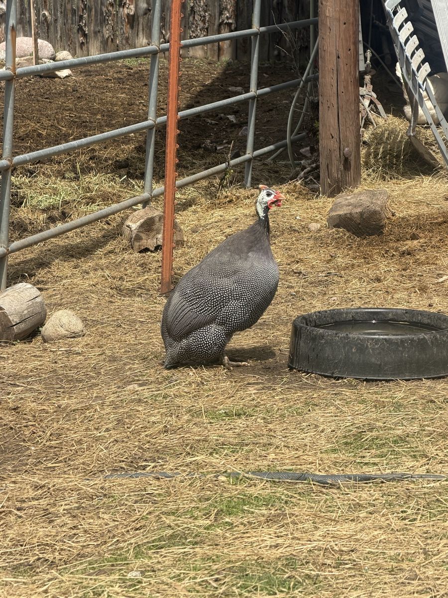 3 Guineas