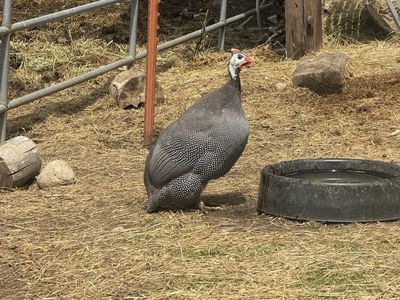 3 Guineas