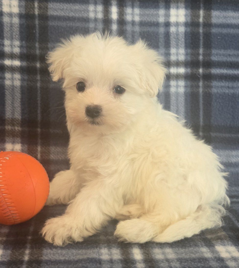 Sweet Male Maltese Puppies!
