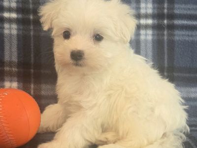 Sweet Male Maltese Puppies!