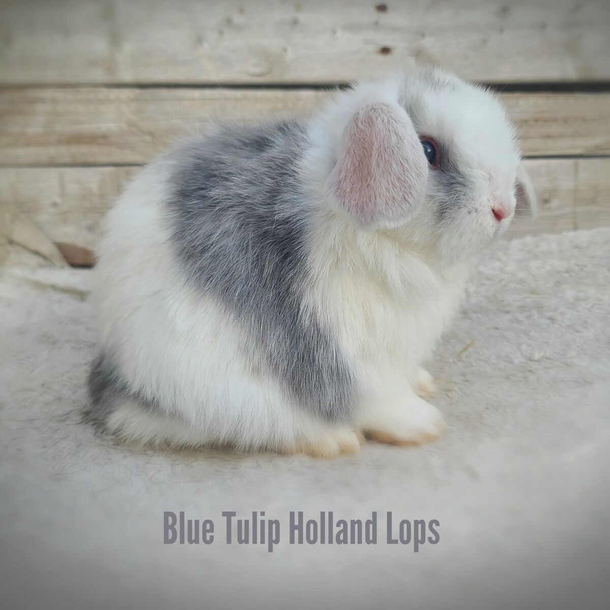 Holland Lop Bucks