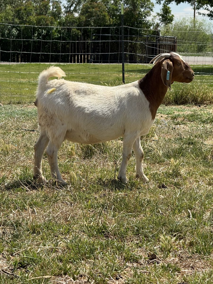 Boer goats