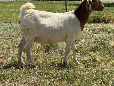 Boer goats