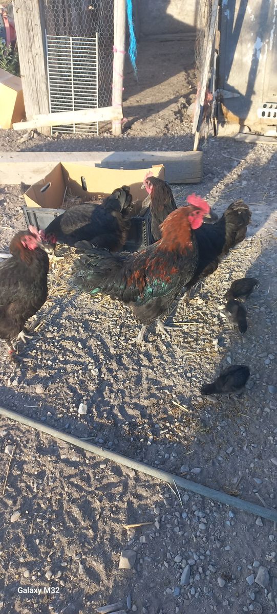 Bkac Copper Marans rooster