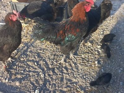 Bkac Copper Marans rooster