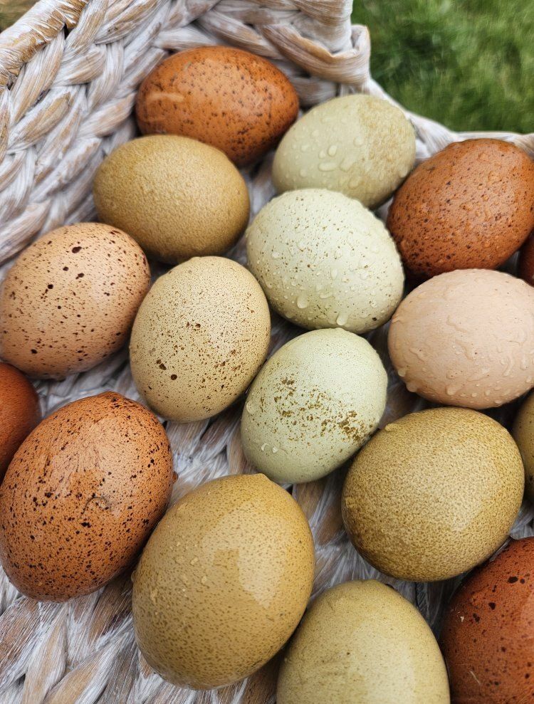 laying hens green eggs