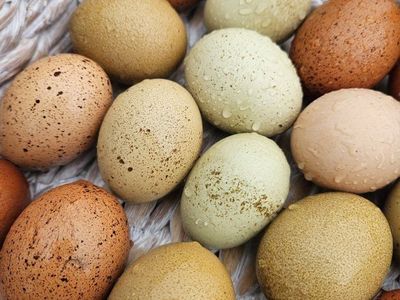 laying hens green eggs