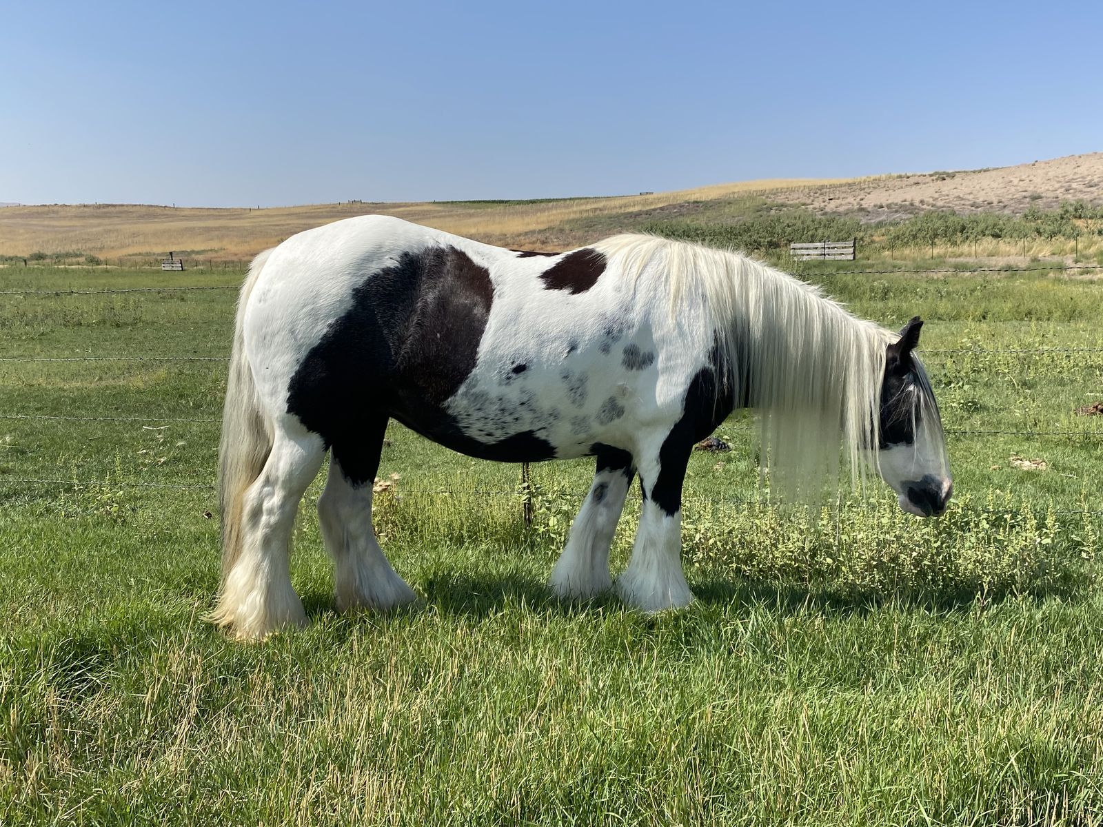 Gypsy Mare In Foal
