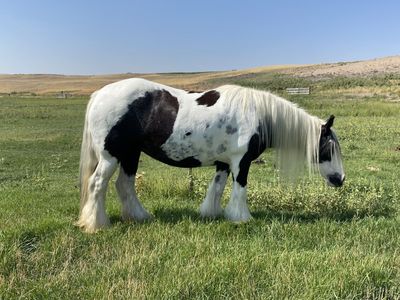 Gypsy Mare In Foal