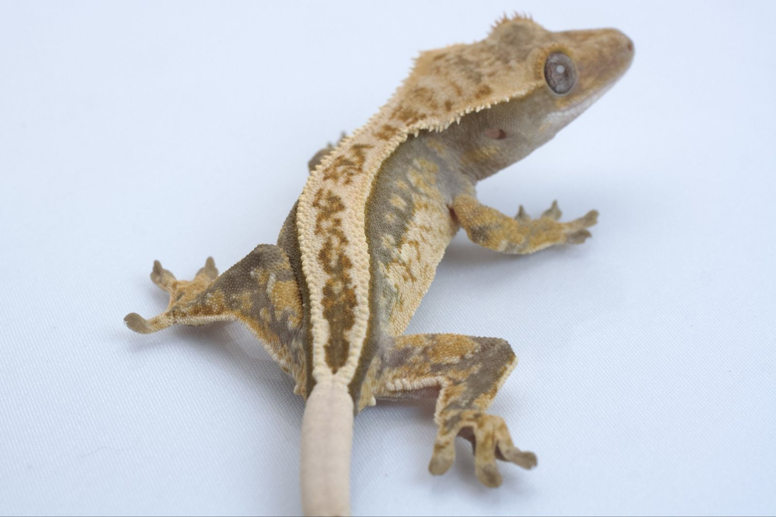 Young Crested Gecko