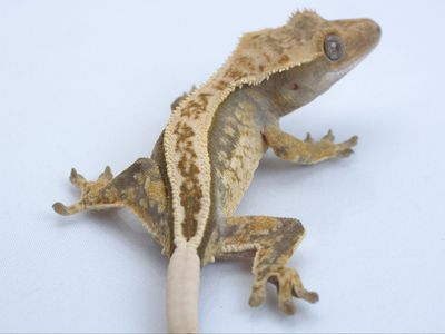 Young Crested Gecko