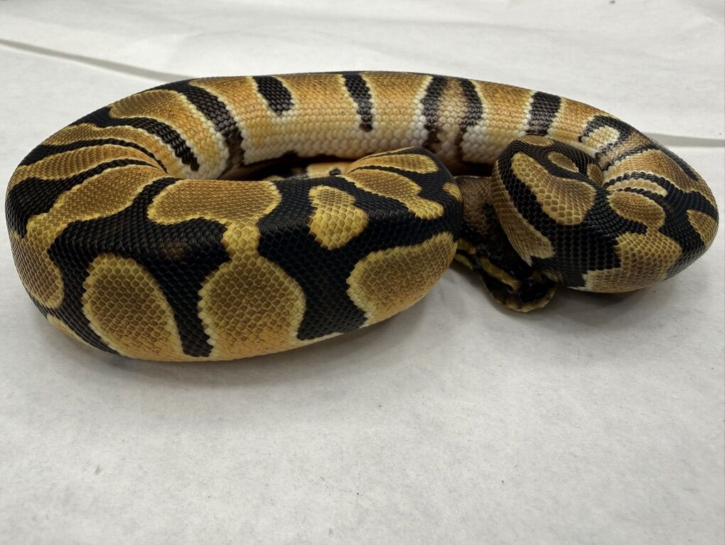 High Intensity Orange Dream