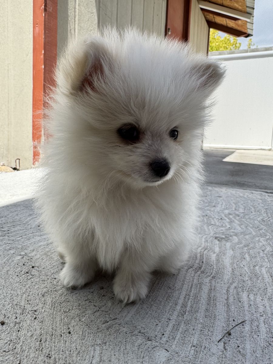 Pomeranians puppies