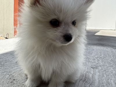 Pomeranians puppies