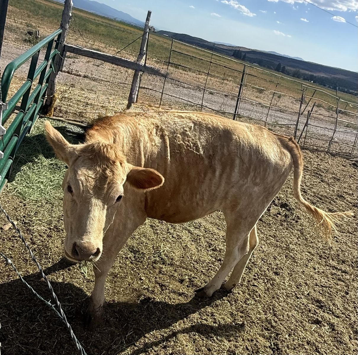 Jersey Charolais