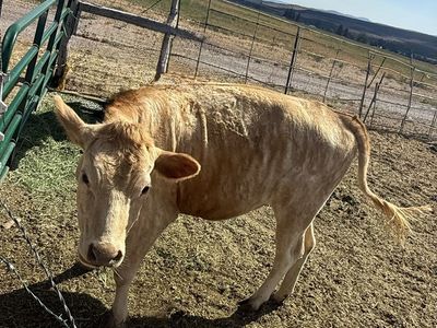 Jersey Charolais