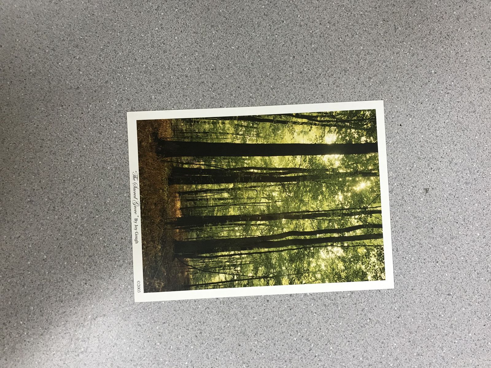 The Sacred Grove by Joy Gough