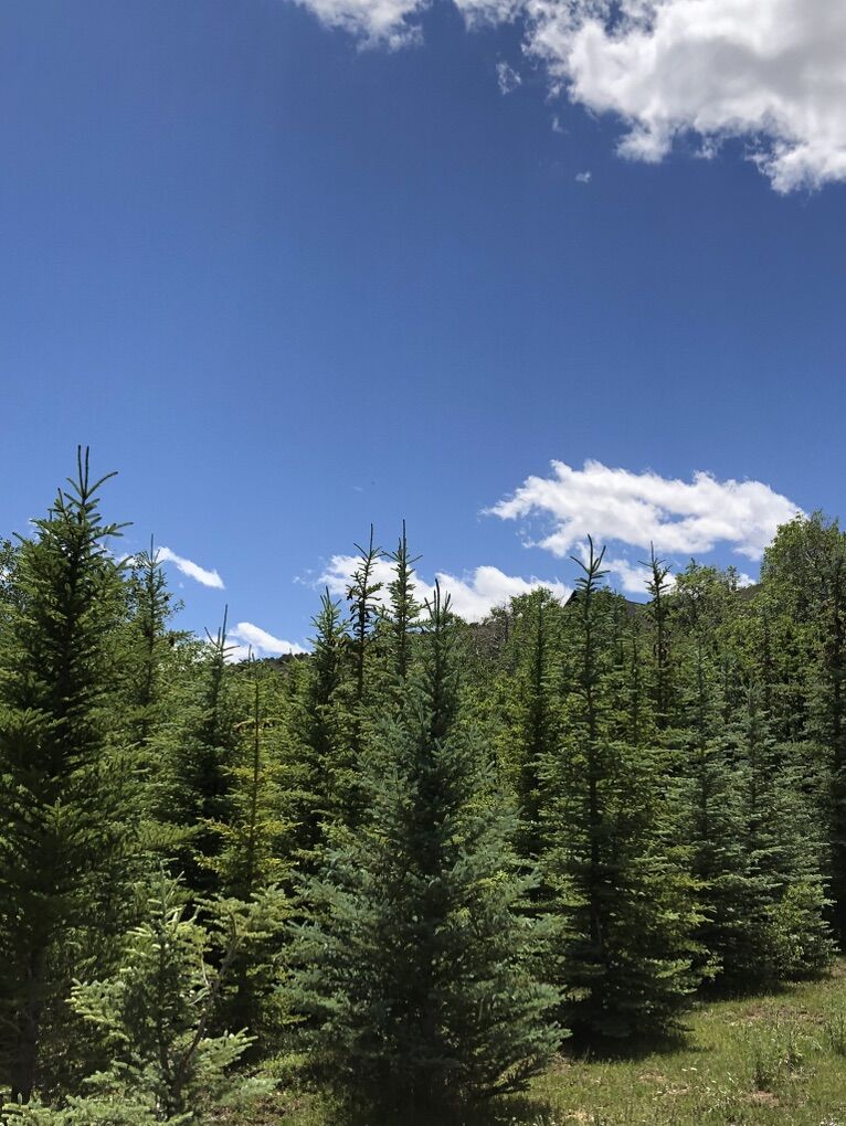 Whole Sale Spruce Trees