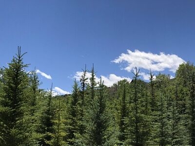 Whole Sale Spruce Trees