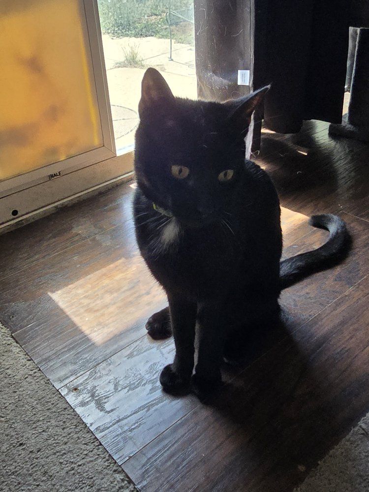 Black cat