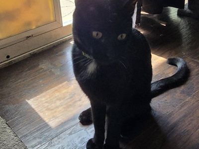 Black cat