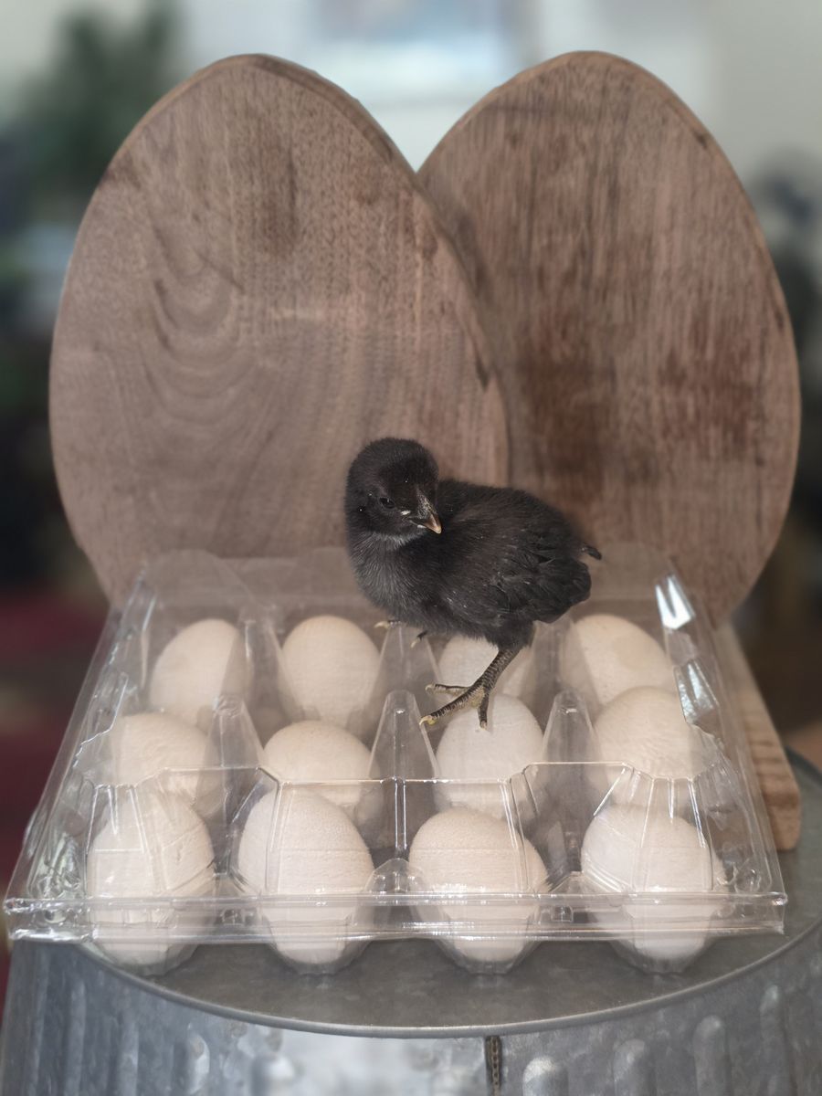 Fertile bantam hatching eggs for sale.
