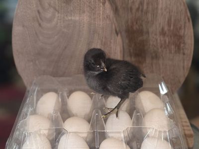 Fertile bantam hatching eggs for sale.