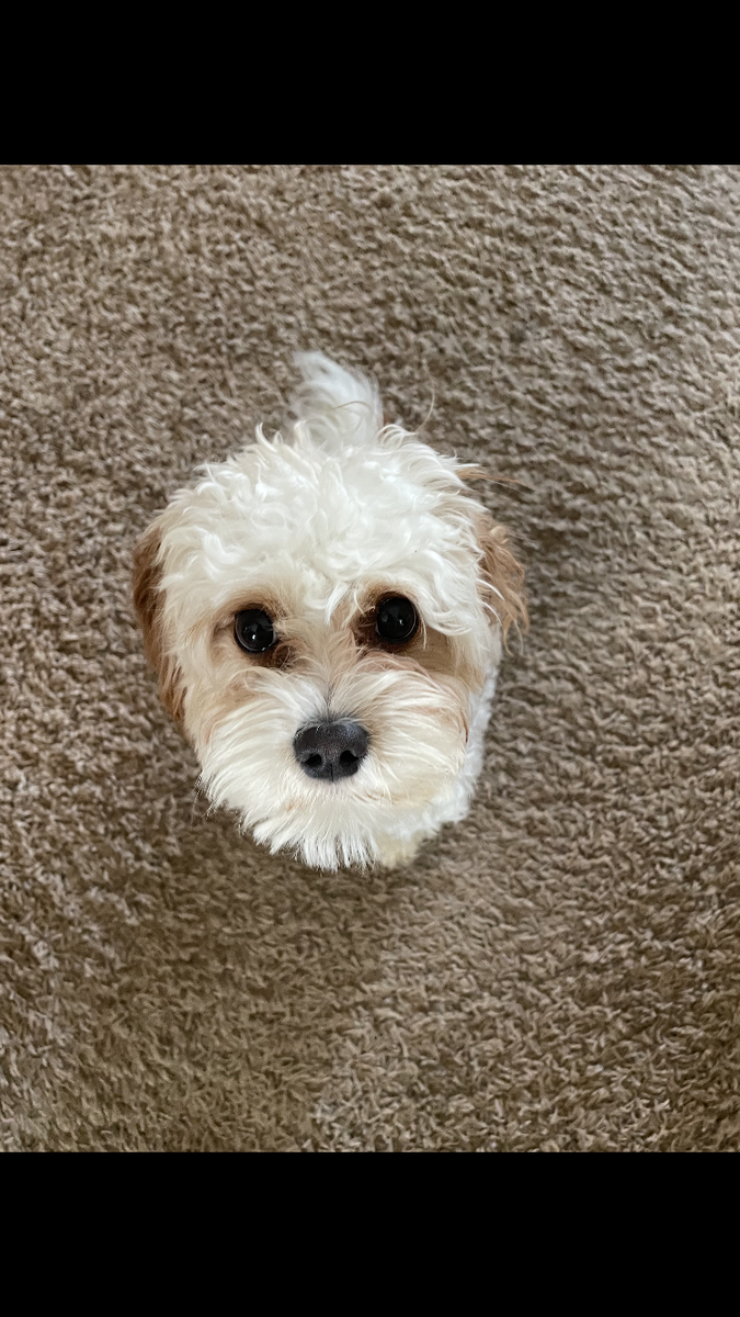 Sweet cavapoo looking for a new home