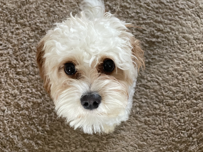 Sweet cavapoo looking for a new home