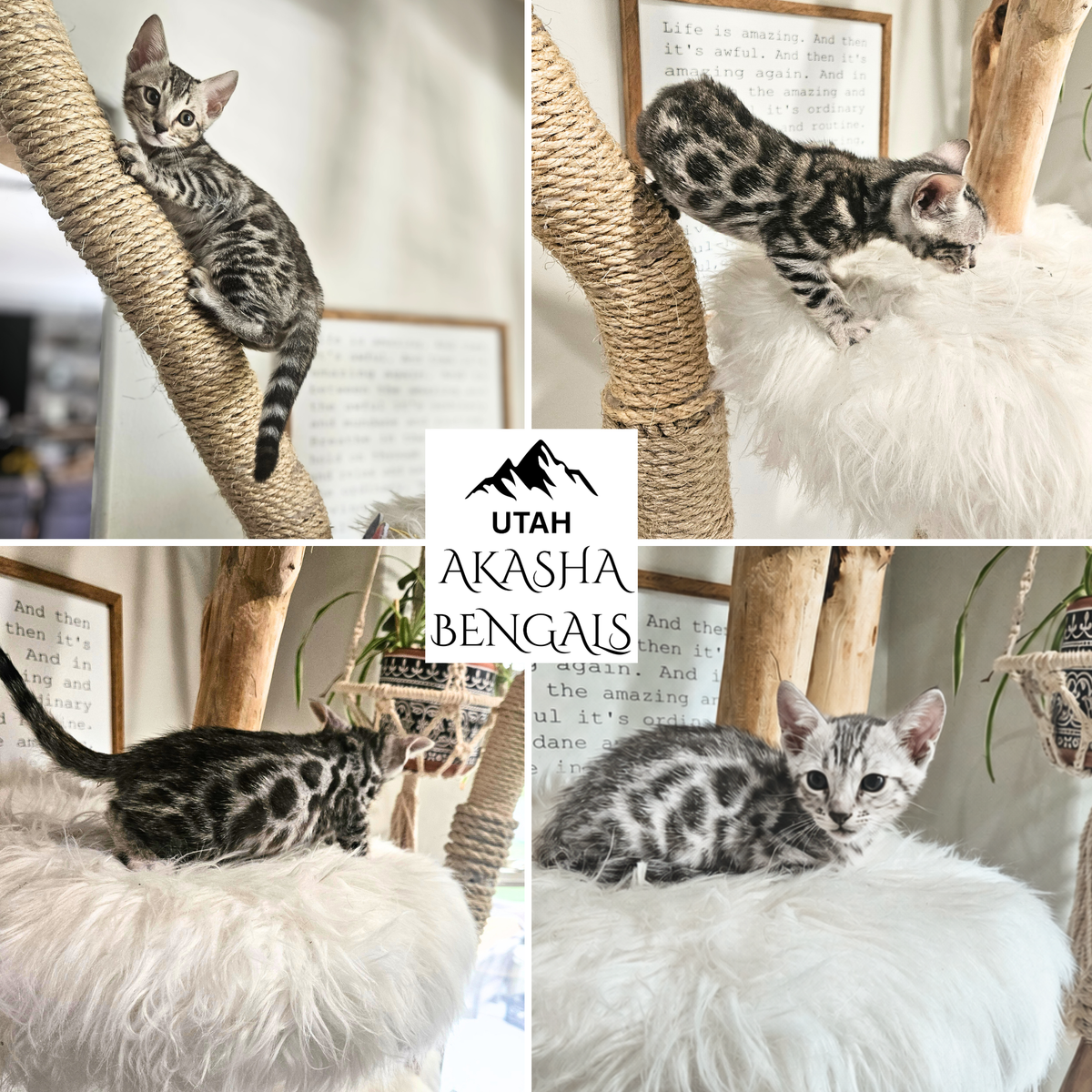Elite Silver Charcoal Bengal Kittens | Hypoallergenic | TICA | 1 Year Health Guarantee