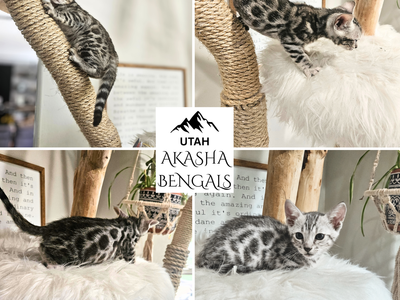 Elite Silver Charcoal Bengal Kittens | Hypoallergenic | TICA | 1 Year Health Guarantee