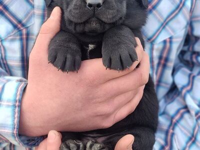 AKC Labrador Puppies
