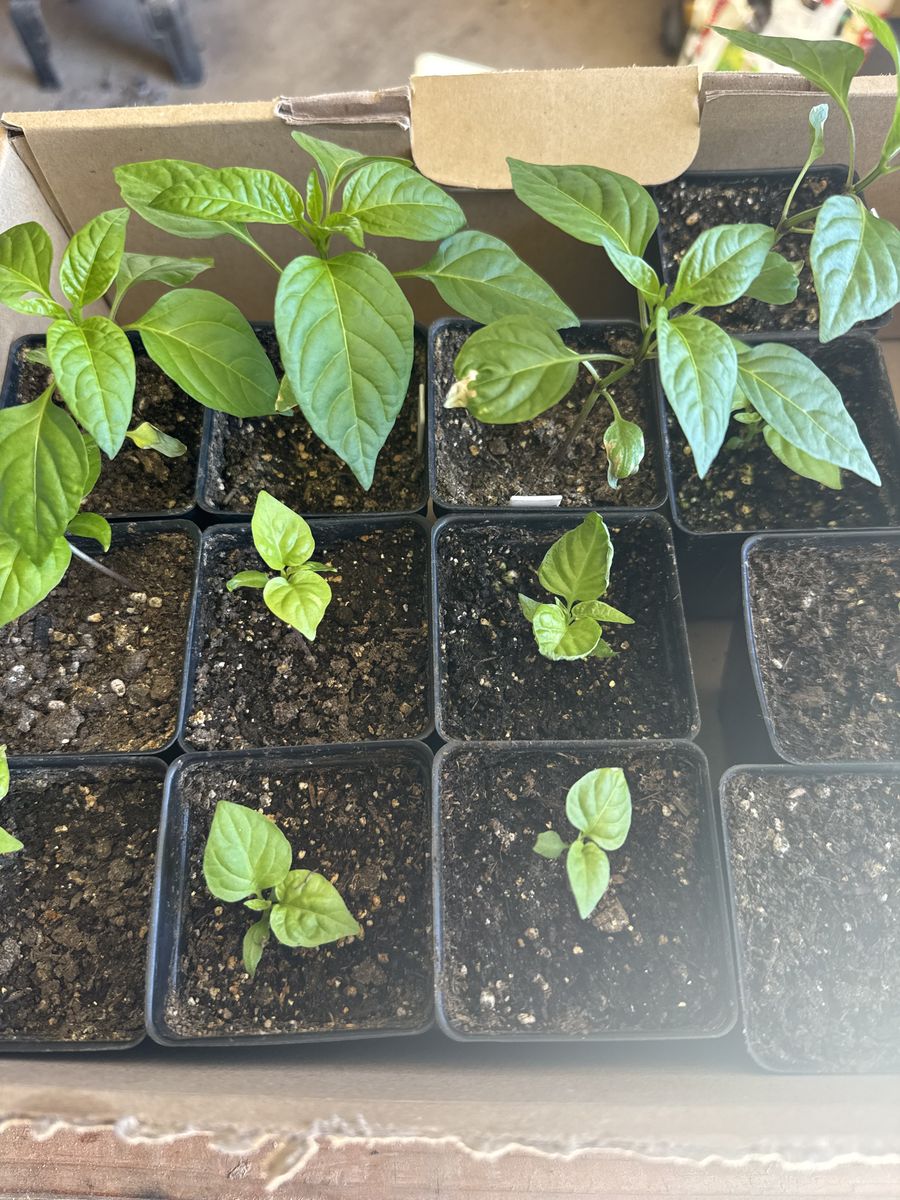 Scorpion Pepper Plants