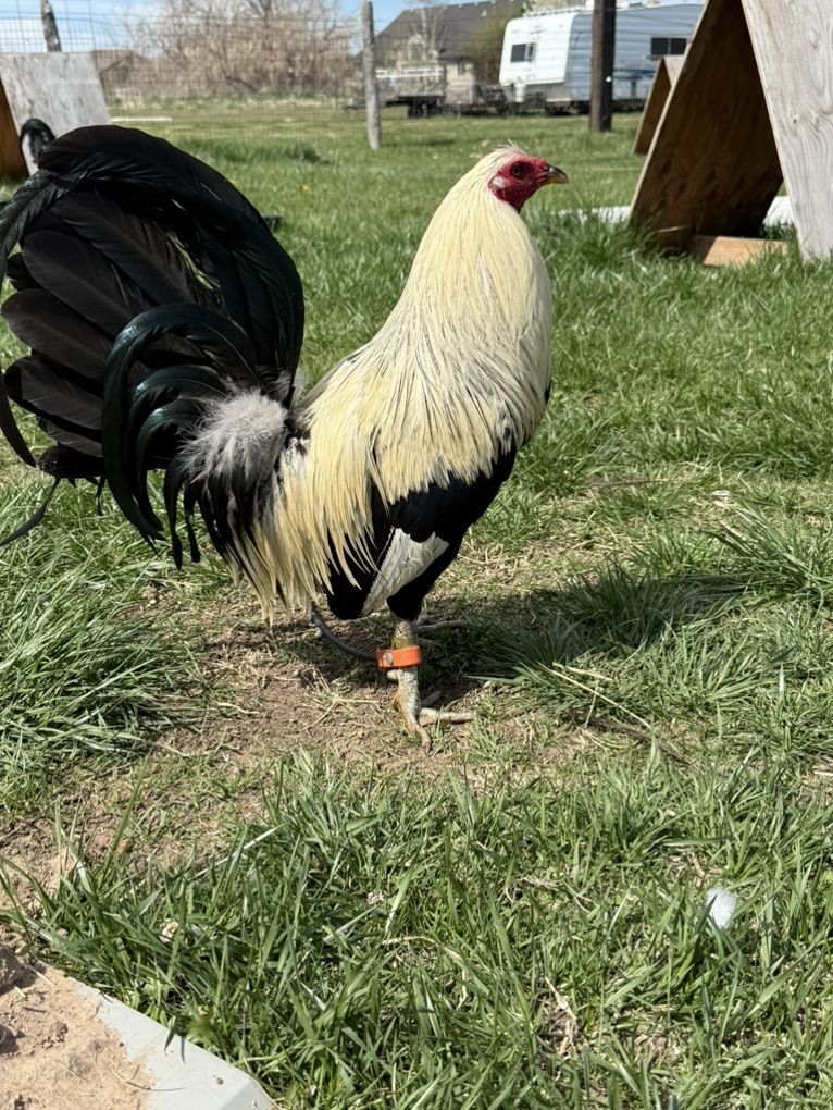 Gamefowl Pure clemet Grey