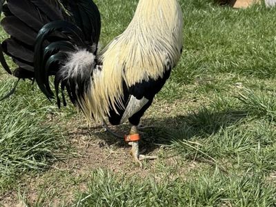 Gamefowl Pure clemet Grey