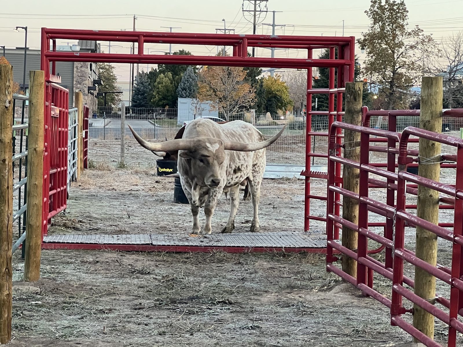 Longhorn cattle