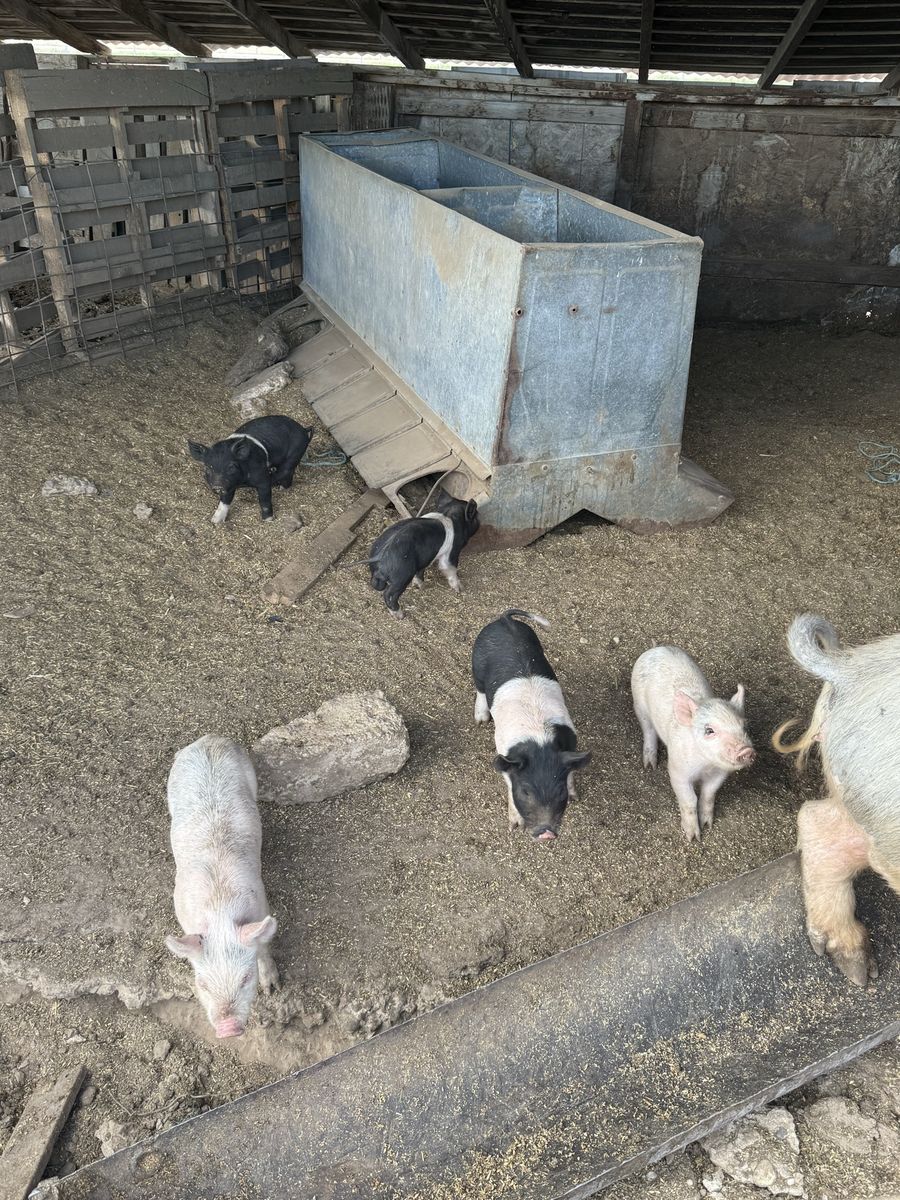 Wiener Pig