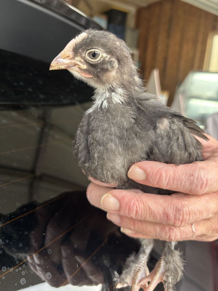 Coop ready black copper marans BCM straight run chicks